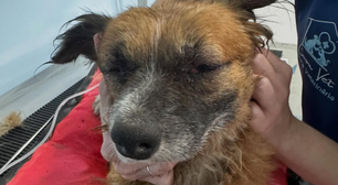 Cachorro é resgatado em estado grave após ser enterrado vivo no RS