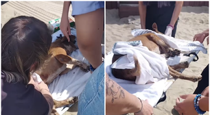 Cachorra comunitária é esfaqueada em praia no litoral de SP e passa por cirurgia