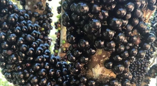 Inovação transforma resíduos de jabuticaba em proteção à saúde