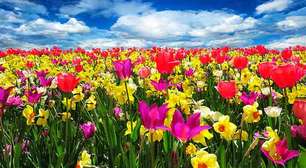 Os campos de flores mais espetaculares do mundo