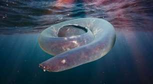 Conheça o estranho peixe-bruxa, que tem três corações e cospe lama