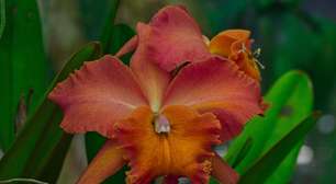 Estudo revela por que o Brasil concentra tanta diversidade de orquídeas