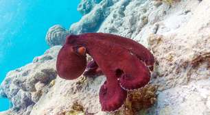 Choco, lula e polvo: saiba como distinguir esses animais marinhos