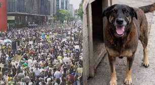 Morte do cão Orelha mobiliza manifestações no país: "Justiça"