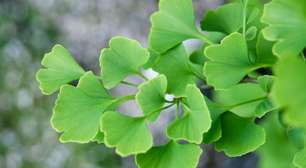 Ginkgo Biloba: conheça os benefícios da planta medicinal para a saúde