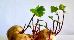 Batatas com brotos são seguras para comer? A ciência tem uma resposta bastante clara