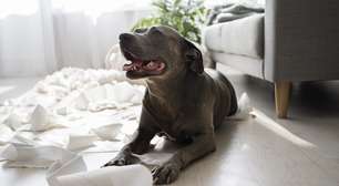 Como ensinar o cachorro a fazer xixi no lugar certo?