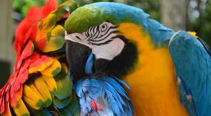 Espécies em perigo: o que está ameaçando a biodiversidade da América do Sul