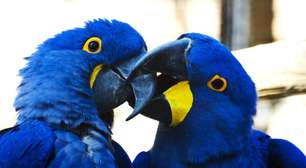 Carinho animal: espécies que se beijam e se abraçam no mundo selvagem