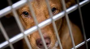 A escalada da violência contra cães e gatos nas comunidades de zoossadismo na internet: 'Só vale se o animal sofrer muito para morrer'