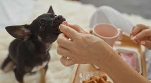 Saiba por que a comida humana nem sempre é segura para pets