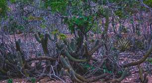 Cabaceiras (PB): a cidade mais seca do Brasil e suas curiosidades