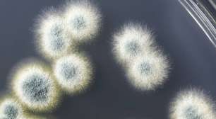 O cogumelo que virou super-herói: como Fleming descobriu a penicilina