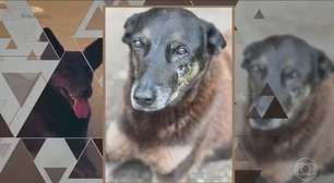 Caso Orelha: Porteiro faz revelação sobre agressão a cão em Florianópolis