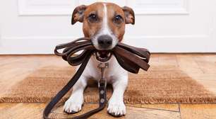 Como escolher a coleira do seu pet: veja cuidados no passeio