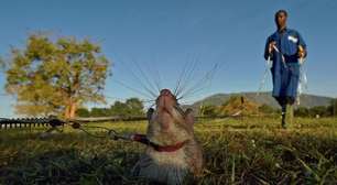 Os animais que realizam trabalhos que nem humanos ou robôs conseguem
