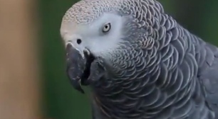 Papagaio sumiu nos EUA por 4 anos e voltou 'falando' espanhol; relembre o caso