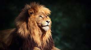 Leão x Tigre: quem ganharia em uma luta entre eles?