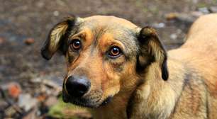 Caso Orelha: Como ensinar crianças e adolescentes a terem respeito pelos animais?