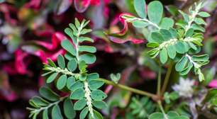 Quebra-pedra: 8 benefícios da planta que será utilizada pelo SUS