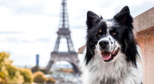 10 nomes para cachorro inspirados em lugares do mundo