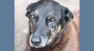 Polícia Civil finaliza inquérito sobre morte do cão Orelha em Florianópolis