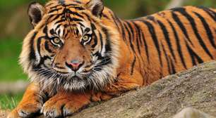 Tigre-Siberiano: o maior felino do mundo e seu perigo de extinção