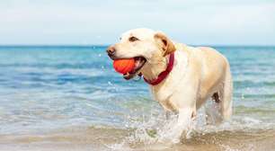 Tapete gelado? Veja o que realmente ajuda a refrescar o pet
