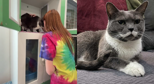 Tutora reencontra gata desaparecida após quatro anos; conheça a história