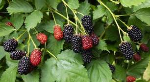 A folha da amora tem poder: aprenda como preparar o potente chá e veja os benefícios se consumir regularmente