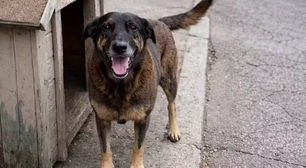 Morte do cão Orelha: o que se sabe sobre o caso até agora