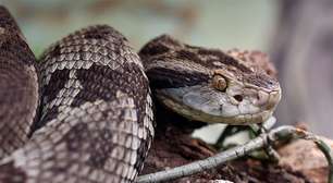 Proteína presente no veneno da jararaca 'desafia' regra da biologia e intriga cientistas; entenda