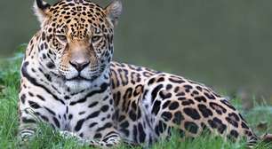 Safari brasileiro: descubra a vida selvagem de Foz do Iguaçu