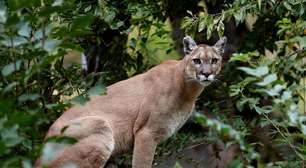 Puma: 10 curiosidades incríveis sobre esse felino