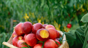 Ele cultivou uma fruta aparentemente comum e recebeu uma multa de R$ 1 milhão: o erro que transformou a colheita em pesadelo jurídico