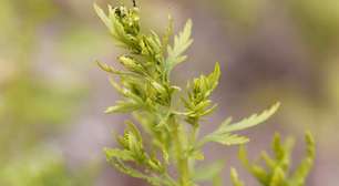 Como a erva-doce chinesa está vencendo a malária