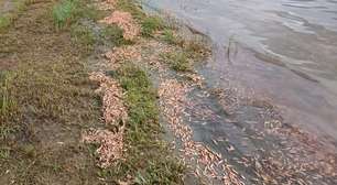 Milhares de camarões são encontrados mortos no Rio Tietê; veja vídeo