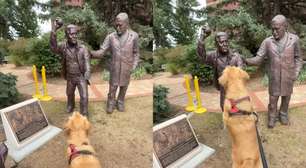 Golden retriever viraliza com peripécia: raça é uma das mais queridas no Brasil