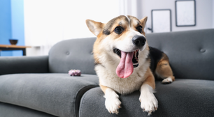 Vai deixar o cão sozinho? Veja dicas para reduzir o sofrimento do pet