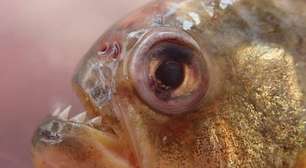 Ataque de piranhas na Argentina deixa mais de 45 feridos