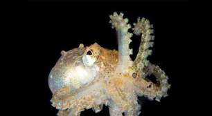 A incrível inteligência dos polvos; surpreenda-se com a espécie