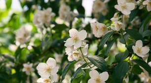 Jasmim: benefícios para a saúde e como usar com segurança