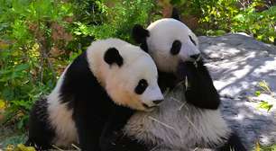 Fim de uma era: a China resolve acabar com a "diplomacia do panda" e recolhe os animais