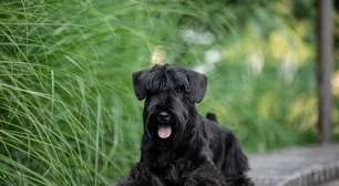 7 raças de cachorro pequenas e pretas