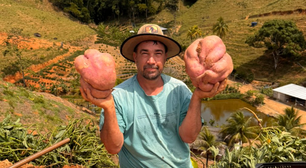Seguindo tradição do avô e sem usar agrotóxicos, ele colheu batatas-doces gigantes