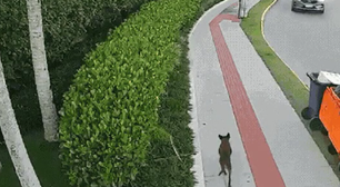 Defesa de adolescente contesta autoria com vídeo que mostra cão Orelha andando após horário do ataque