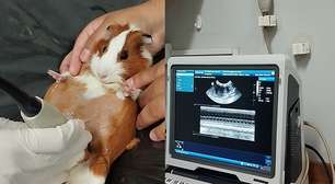 Porquinha-da-índia emociona ao aparecer em exame de ultrassom com três filhotes