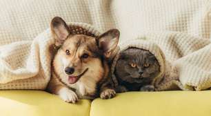 Quem enxerga melhor? Humanos, cães ou gatos?