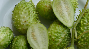 O vegetal mais esquecido é um dos mais poderosos: conheça os benefícios do maxixe e como cozinhar