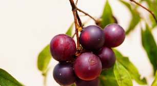 Nem limão, nem boldo: essa fruta exótica da Amazônia é a melhor aliada para eliminar a gordura no fígado